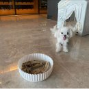 코델리아 이미지