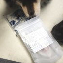 꼬dog꼬dog | 꼬독꼬독, 강아지수제간식 대형견간식 후기~