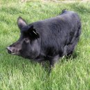 제주흑돼지 이미지