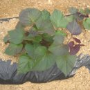 당지농장 이미지