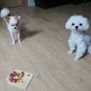 보또리똥 이미지