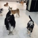 멍스 스쿨 | 여의도 애견호텔 추천 장기 외출에도 반려견 스트레스 걱정 없는 '멍스스쿨' 후기