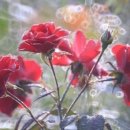 행복한 꿈 이미지