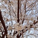 서정공원(인라인스케이트장 옆) | 고양시 벚꽃명소 토당동 지도공원으로 봄꽃 구경하러 오세요!