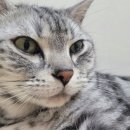 밥이보약이야 이미지