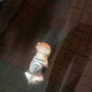 호두데이 이미지