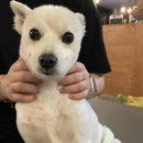 애견카페 펍 곰곰 이미지