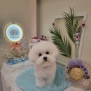 하리스펫 이미지