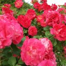 정발중학교 주변 이미지