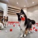 온새네 간식점 | 츄이의 삶 24/12