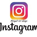 엔젤인독스 이미지