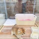 대전고양이분양 루나캣 이미지