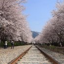 [코레일 추천 BEST3] 봄맞이 꽃 구경은 기차여행으로… 이미지