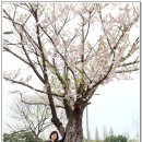 단혜 이미지