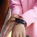 창녕우포곤충나라 이미지