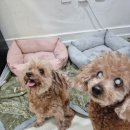 애견호텔 몽몽 이미지