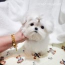 어벤져스켄넬 탑클래스펫 강아지분양 이미지