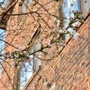 필운대로 이미지