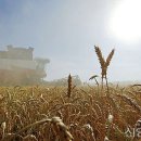 천부교/천부교회/신앙신보/뉴스-세계 3대 곡창지대 ‘쑥대밭’… 식량위기 닥쳤다 이미지