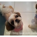 삐삐펫살롱 이미지