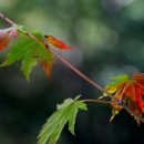 곰배령 길목에서 이미지