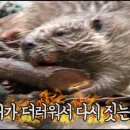 비버 이미지