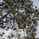 서대전초등학교 이미지