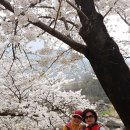 하동 십리벚꽃길과 화개장터 및 박경리의토지문학관 여행 이미지