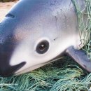 포유동물綱 - 고래目 - 쇠돌고래科 - 바키타돌고래 이미지
