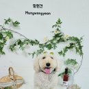 망원견 애견유치원&애견호텔 이미지