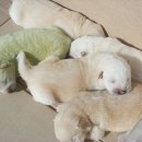 강아지당 이미지