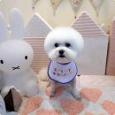뽀숑 이미지