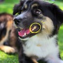 연덴탈 | [제품] 내돈내산,,,셀프 스케일링/ 보가덴트 덴탈 리포젤, 보가덴트 타르타르 리무버 한 달 사용 후기