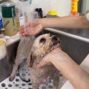 해피그래스 | [공지] 전주 애견미용실 추천 전주 에코시티 강아지 미용 해피그래쓰 애견스트레스없는미용실