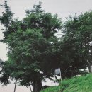 나무까까 이미지