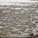호남학:비를 가다리는 것은 농민만 아니다 굴 이미지