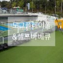 도그플레이풀