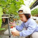 모래틈농장 | 용인가볼만한곳 헤븐온어스 후기 – 딸기체험, 동물농장, 모래놀이까지 완벽!