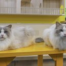 아이캣유 이미지