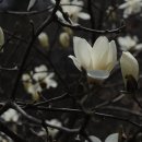 Magnolia 이미지