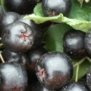 아로니아민박 이미지