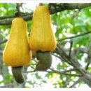 ﻿캐슈너트의 효능(Cashew nut) 이미지