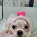 로이애견 이미지