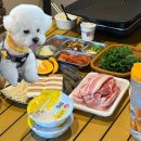 강지풀 | 구미 애견동반 식당 '별빛캠프' 캠핑 감성 가득한 야외 바베큐 내돈내산 후기