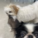 도글로리 | 예쁜 종암동애견카페 도글로리 방문후기
