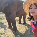 코끼리 | 란통 코끼리 보호소 후기(예약 방법, 픽드랍, 준비물)_태국 코끼리 보호소, 태국 코끼리 봉사