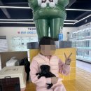 인천강아지분양 테디럽 이미지