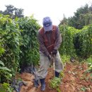 황진농장 이미지