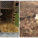 신기목장 이미지