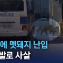 Re: (영상) 의정부경찰서 난입 멧돼지 사살 영상 이미지